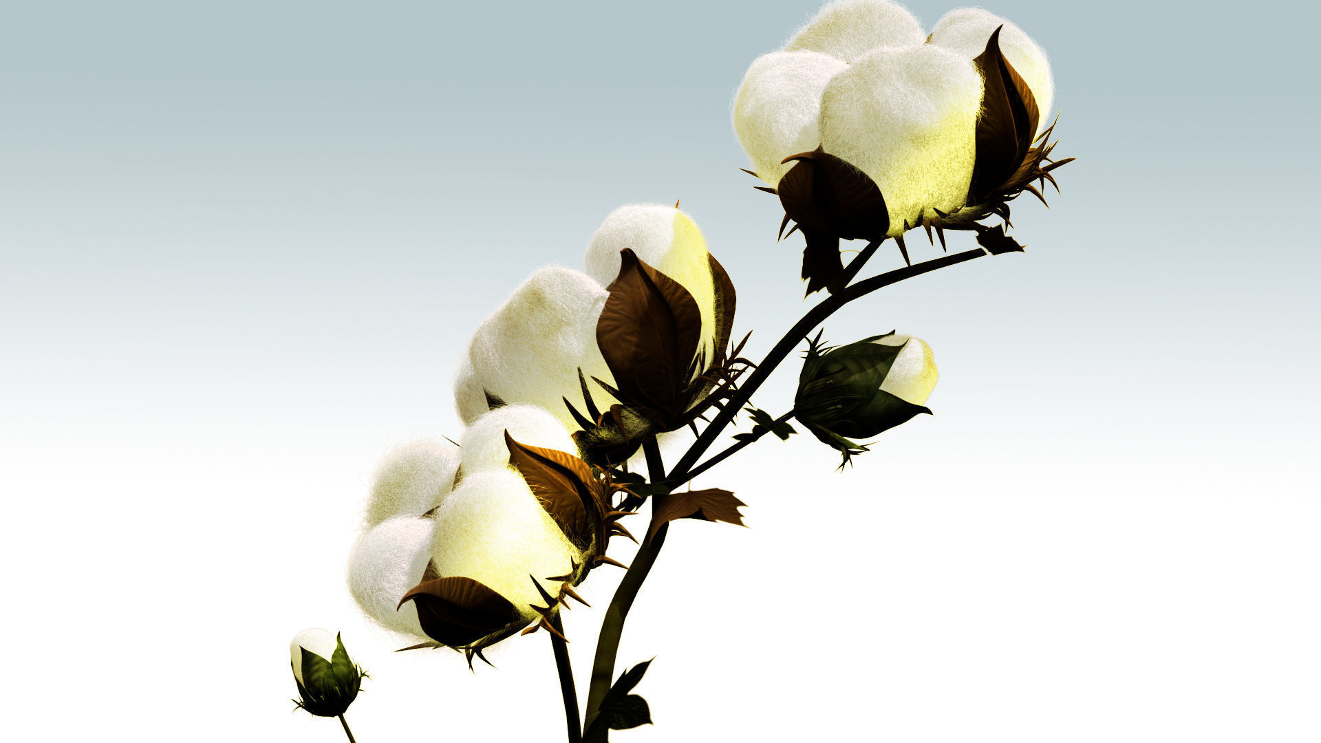 Cotton plant in desert 3D model_2