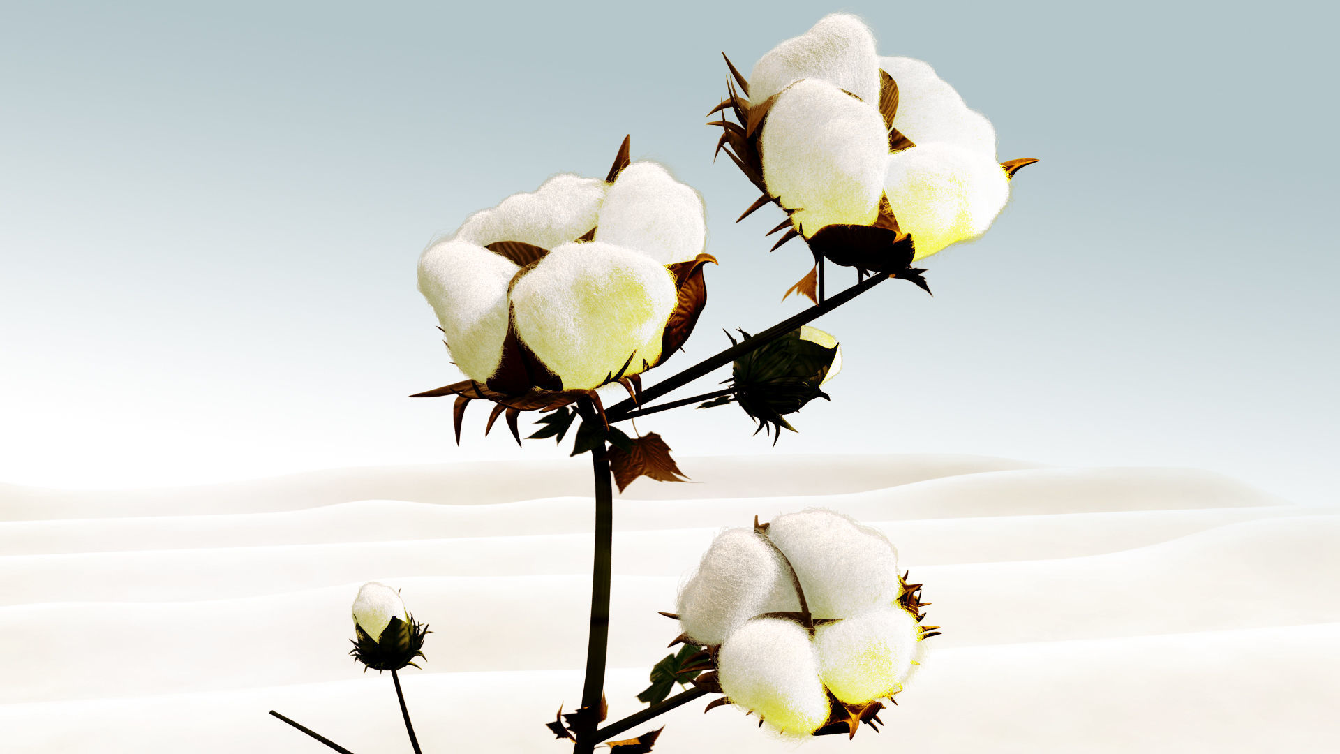 Cotton plant in desert 3D model_4