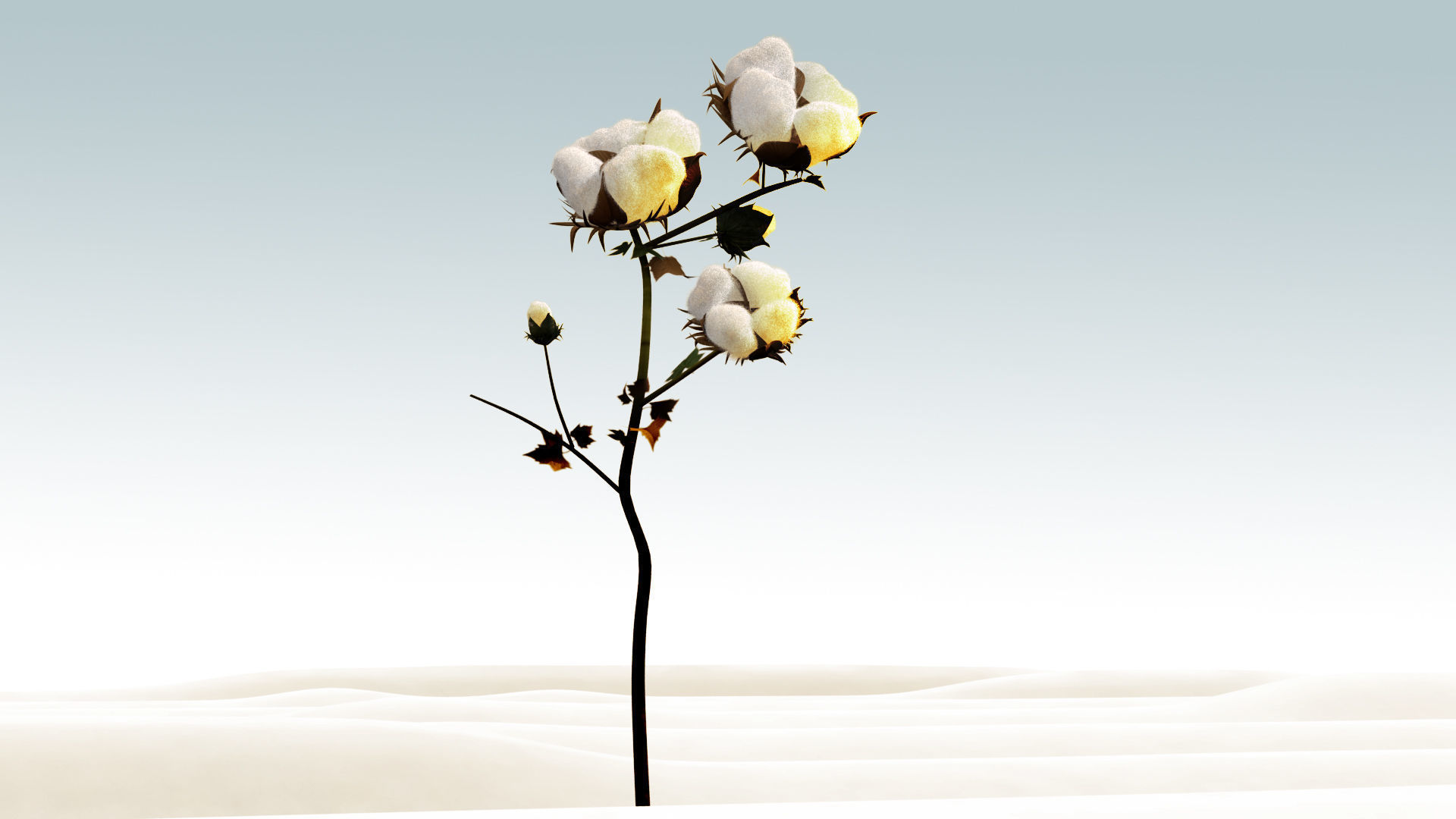 Cotton plant in desert 3D model_1