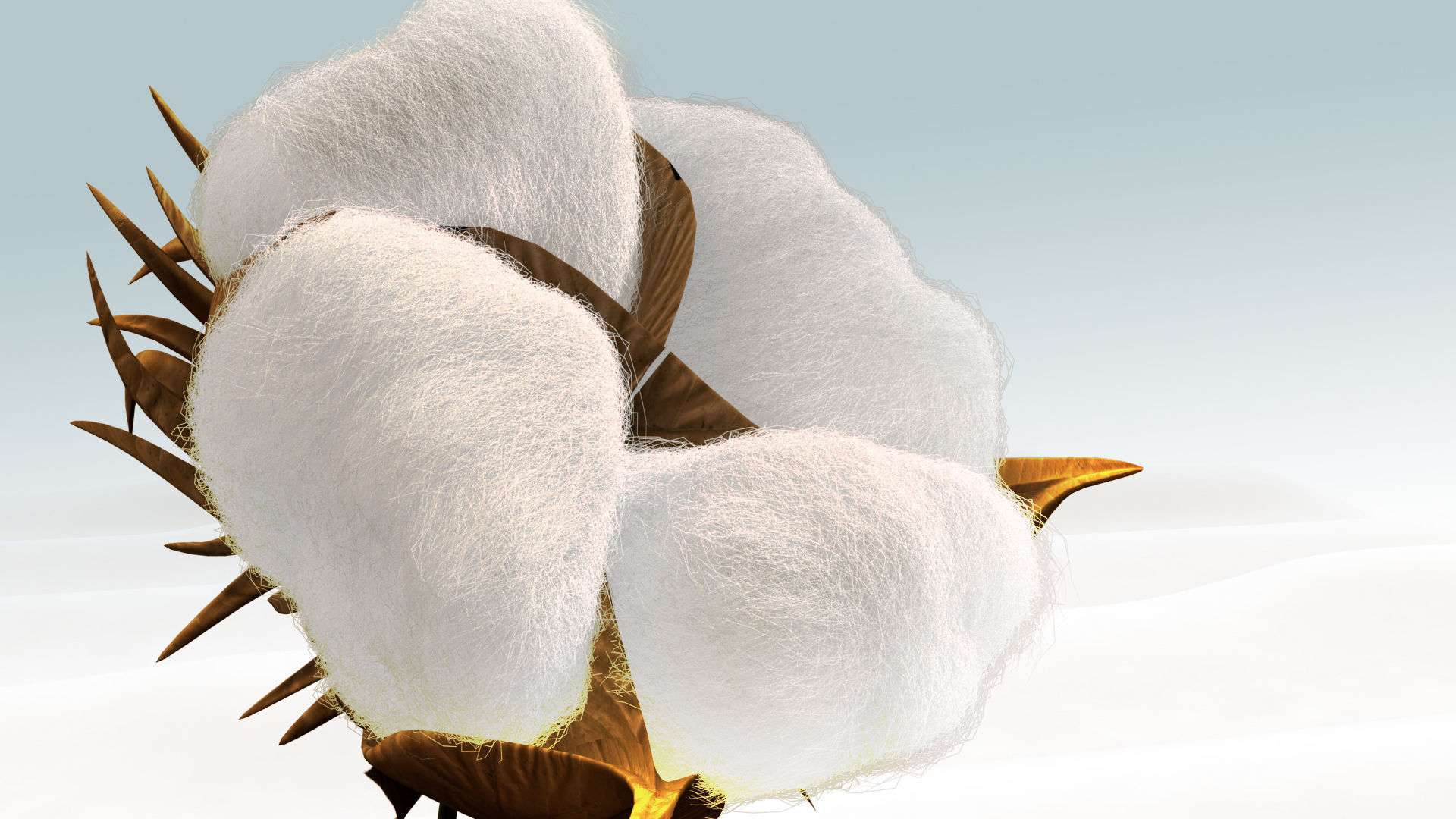 Cotton plant in desert 3D model_5