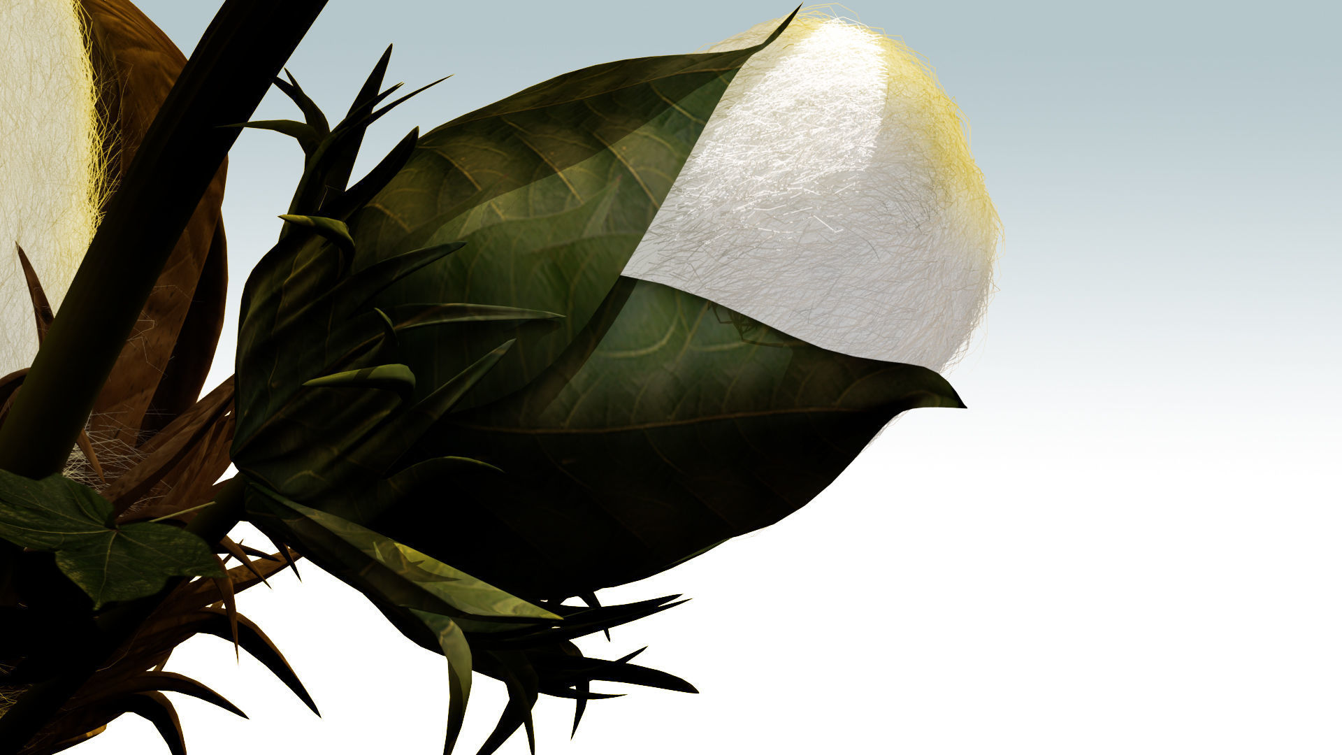 Cotton plant in desert 3D model_3