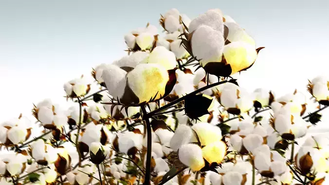 Cotton plant in desert 3D model
