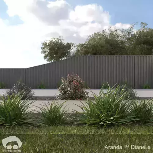 Aranda Dianella bush 