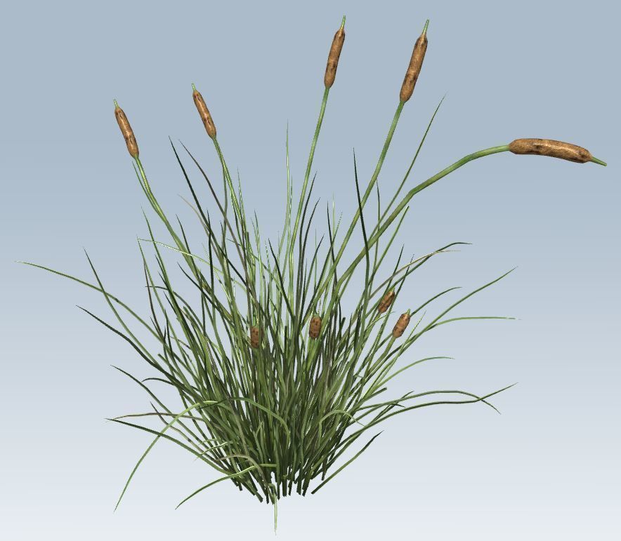 Cattail Low-poly 3D model_5