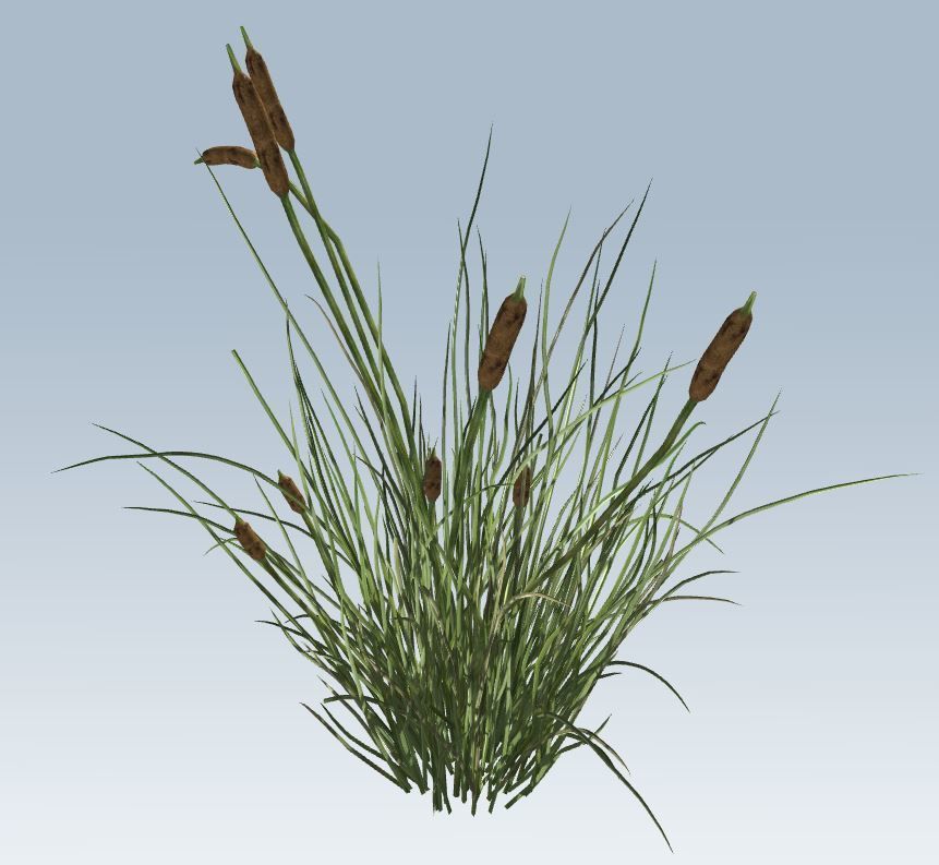 Cattail Low-poly 3D model_1