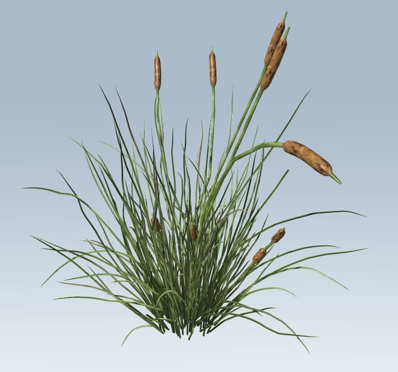 Cattail Low-poly 3D model_6