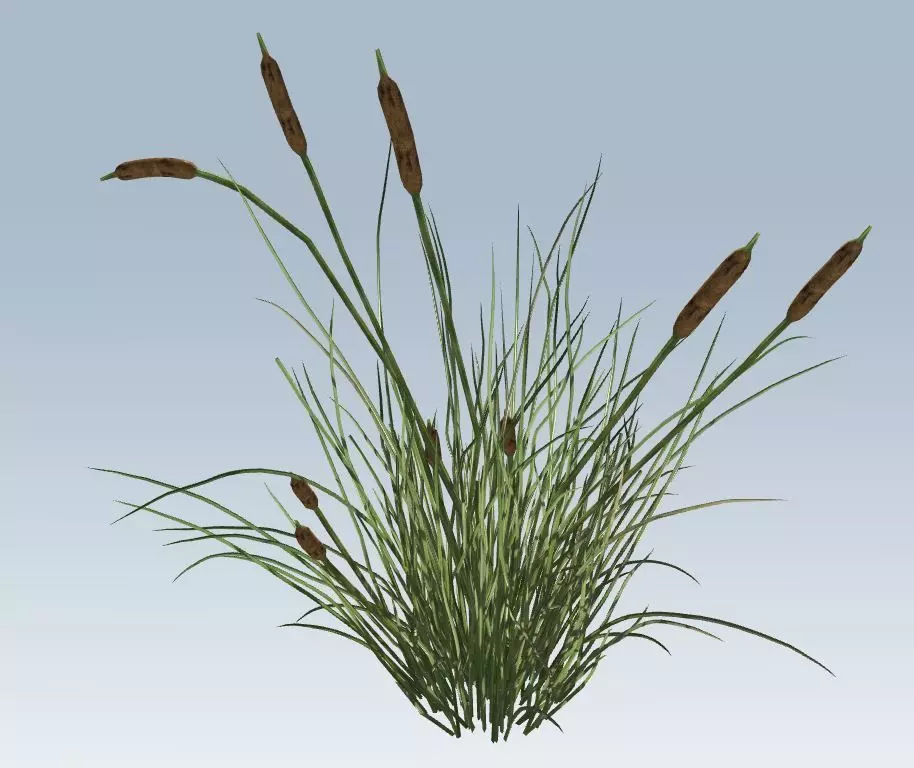 Cattail Low-poly 3D model_0