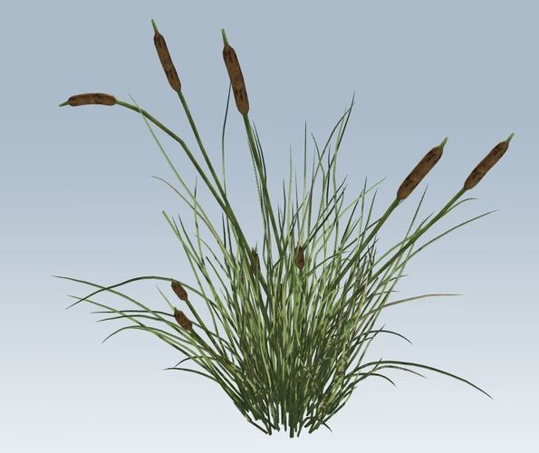 Cattail Low-poly 3D model