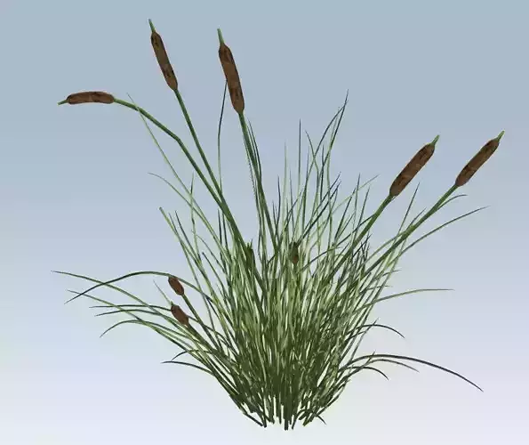 Cattail Low-poly 3D model