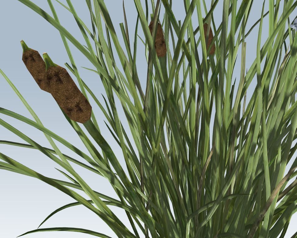 Cattail Low-poly 3D model_9
