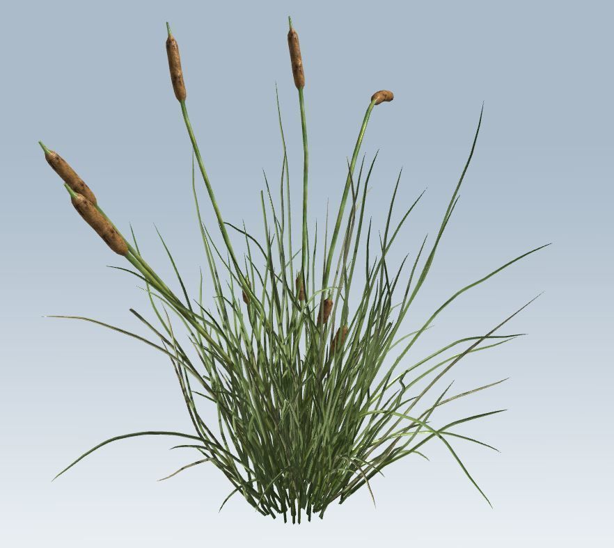 Cattail Low-poly 3D model_3