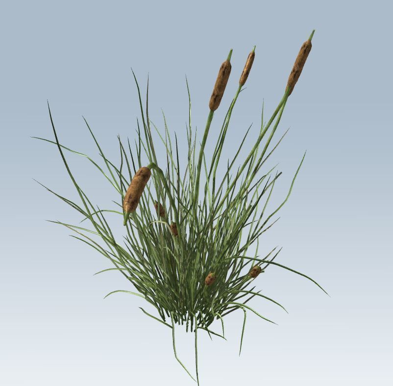 Cattail Low-poly 3D model_7