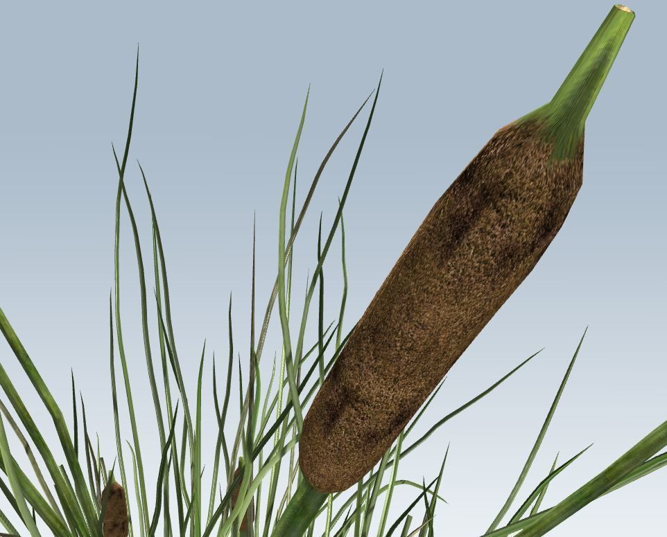 Cattail Low-poly 3D model_10