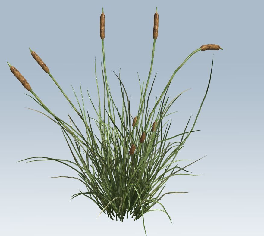 Cattail Low-poly 3D model_2