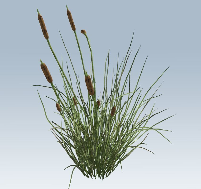 Cattail Low-poly 3D model_4