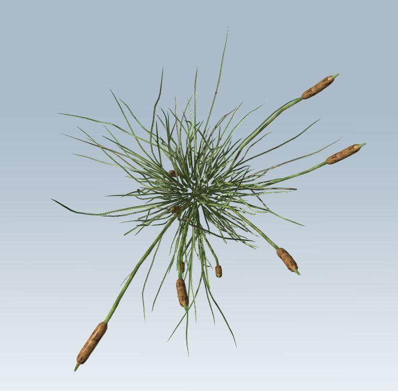 Cattail Low-poly 3D model_8