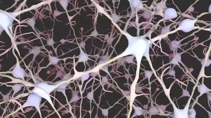 Neurons 3D model