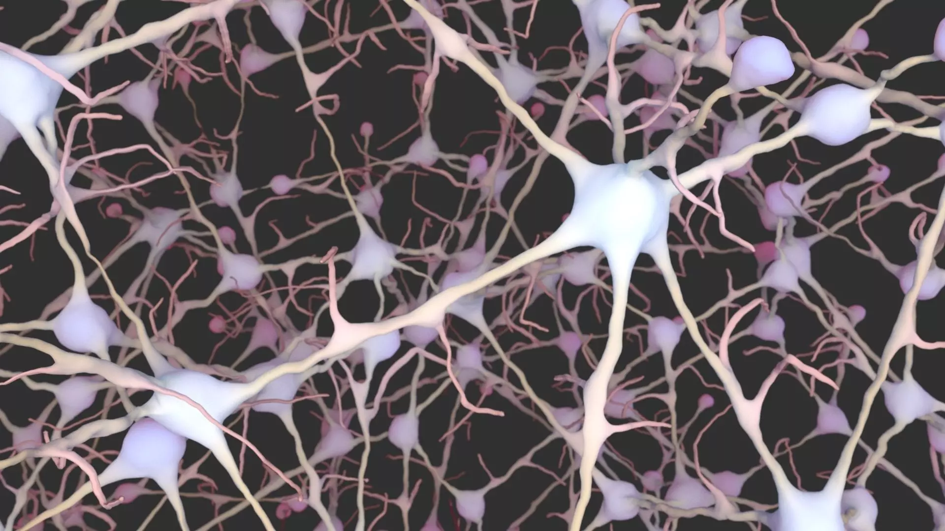 Neurons 3D model