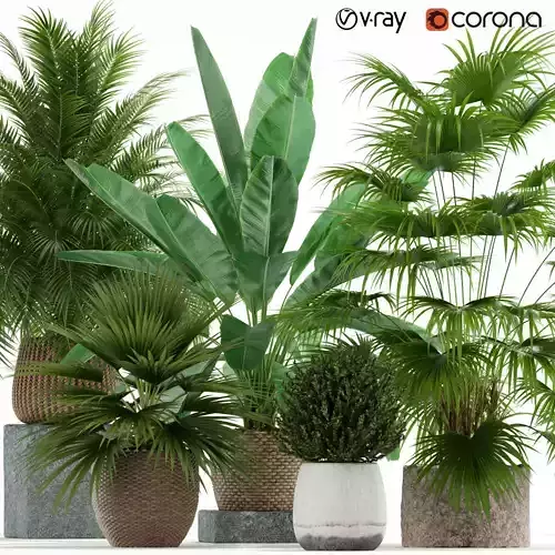 Plants collection 125