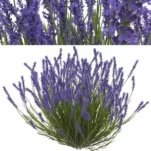 Lavender bush 3D model