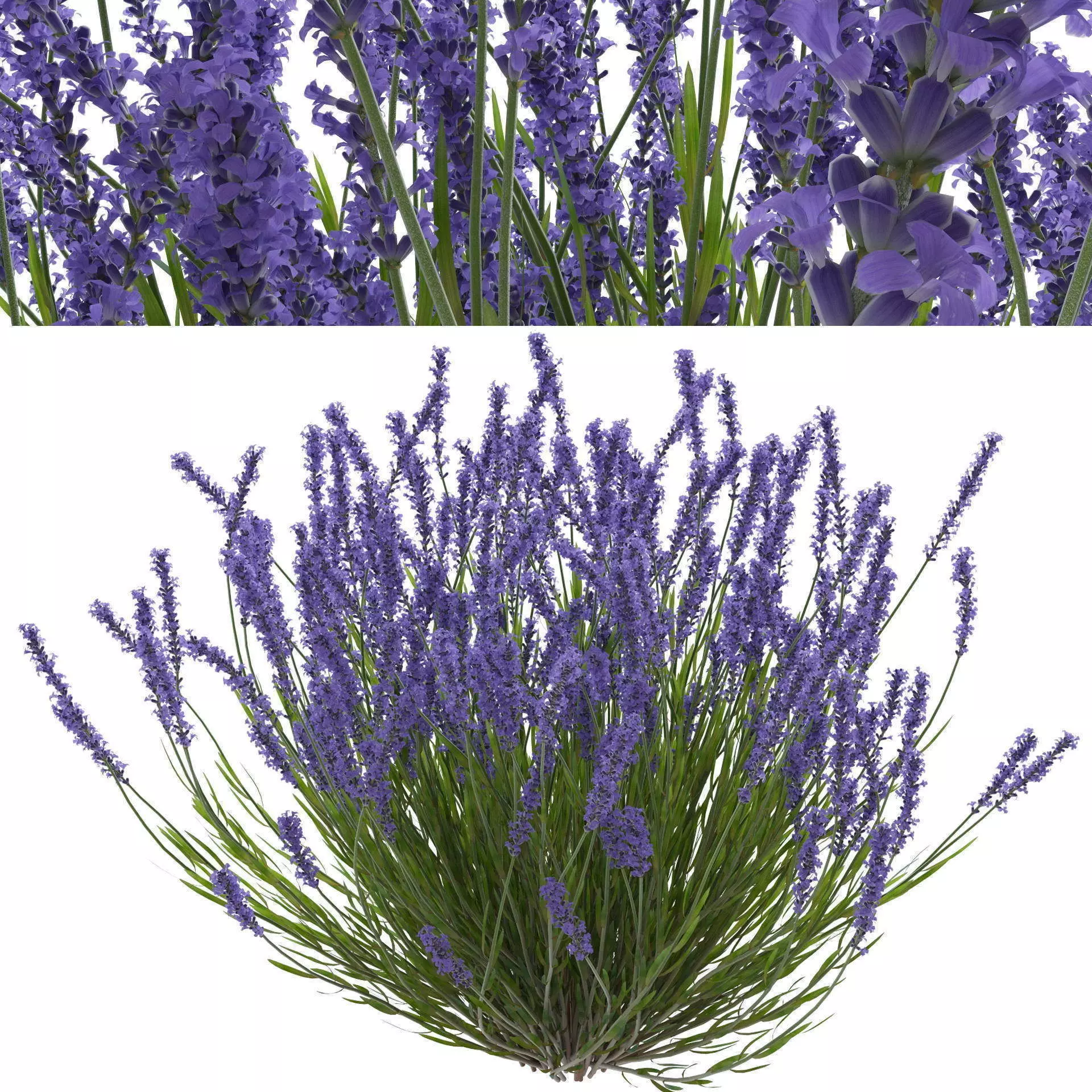Lavender bush 3D model