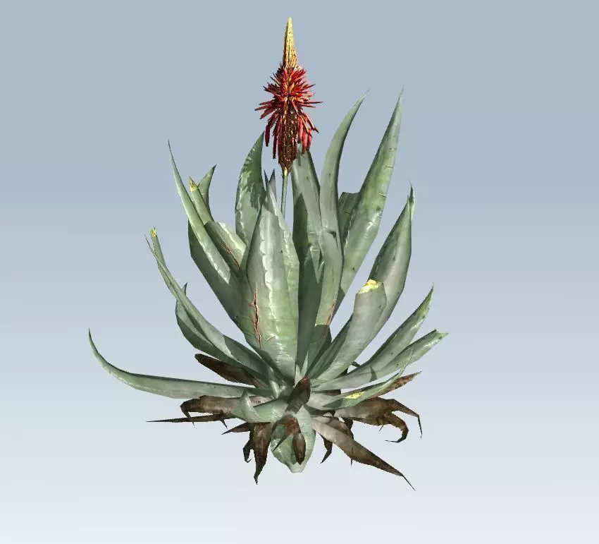 Aloe vera Low-poly 3D model