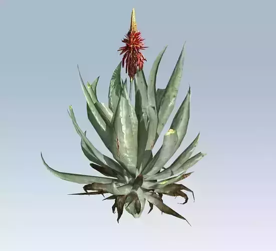 Aloe vera