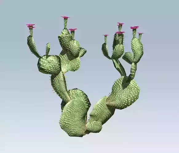 Cactus Low-poly 3D model