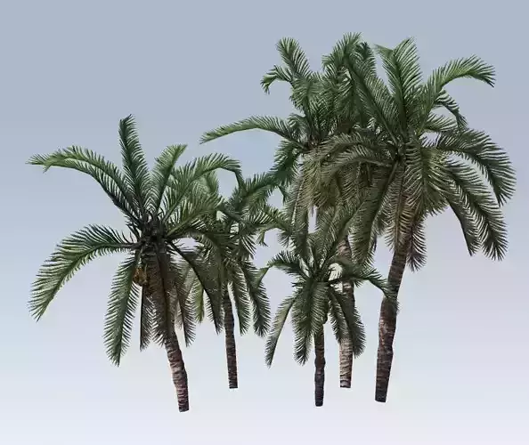 Palm trees