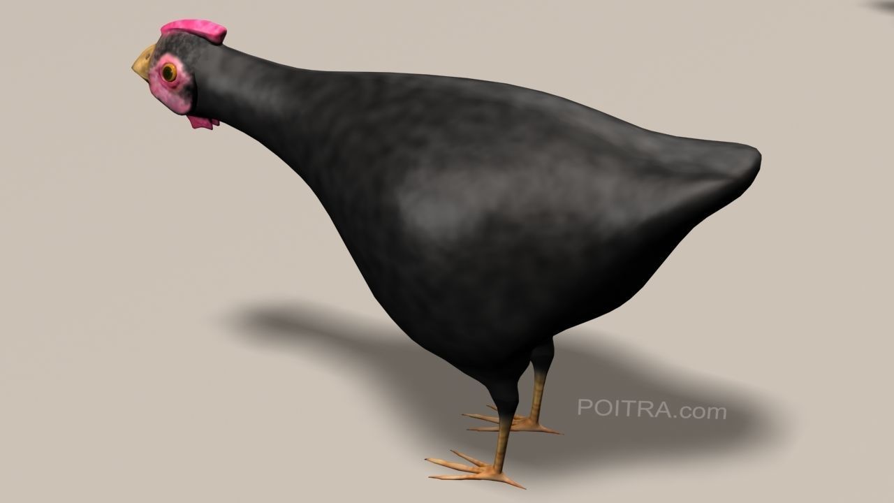 Chicken Ranch - Rooster and 9 Posed Hens - Black -  3D model_12