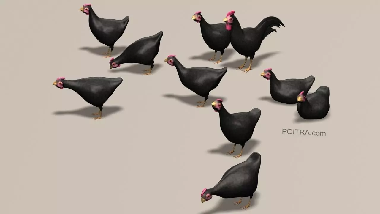 Chicken Ranch - Rooster and 9 Posed Hens - Black -  3D model_0