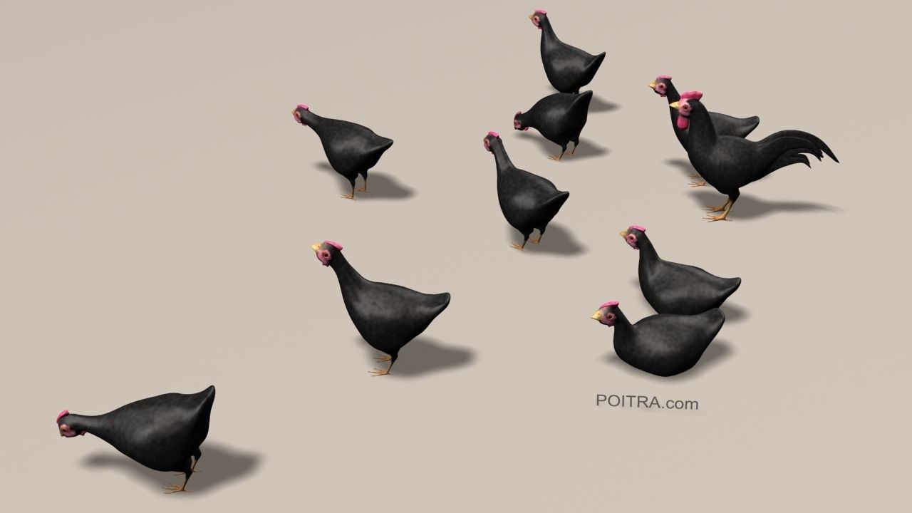 Chicken Ranch - Rooster and 9 Posed Hens - Black -  3D model_3