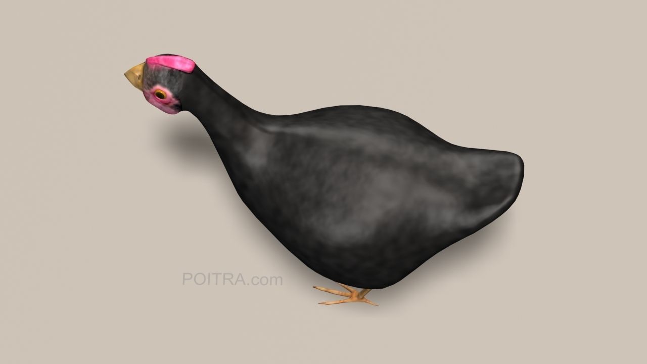 Chicken Ranch - Rooster and 9 Posed Hens - Black -  3D model_15