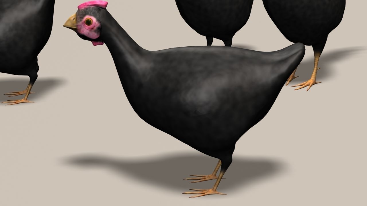 Chicken Ranch - Rooster and 9 Posed Hens - Black -  3D model_6