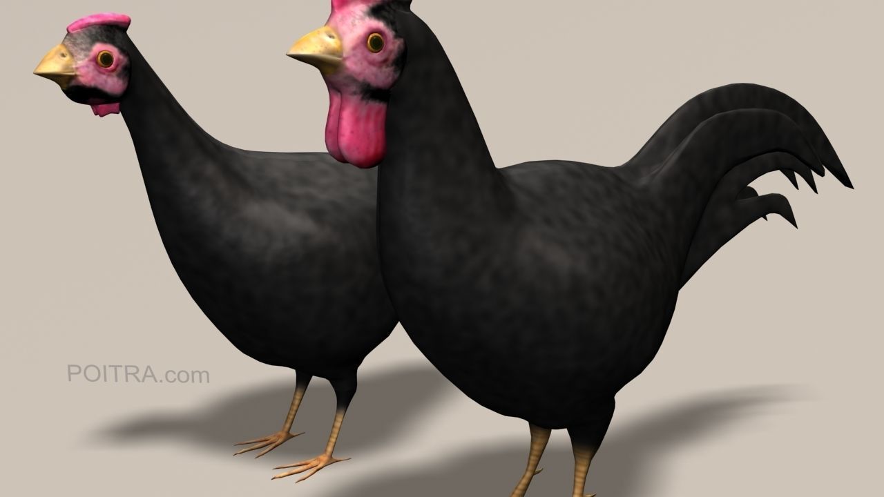 Chicken Ranch - Rooster and 9 Posed Hens - Black -  3D model_9