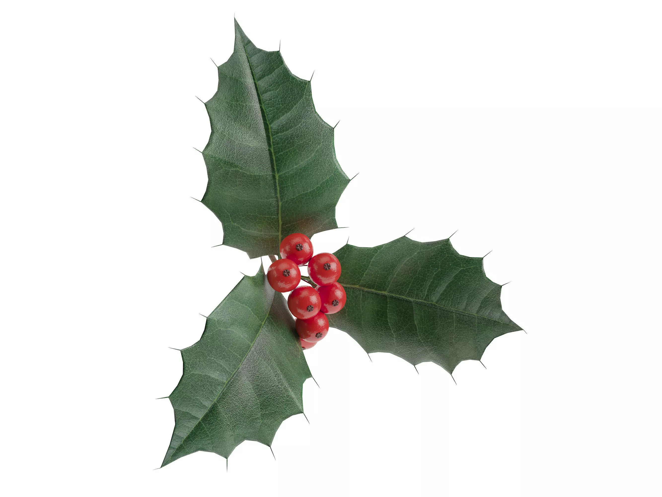 leaves and fruits 3D model_0