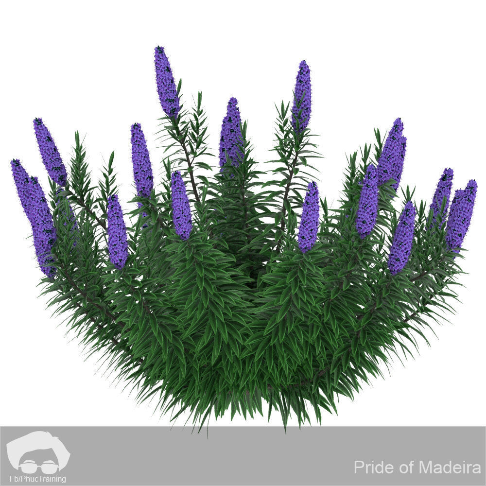 Pride of Madeira 3D model_5