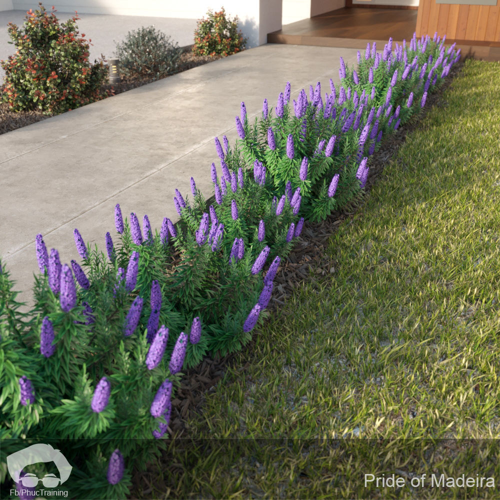 Pride of Madeira 3D model_2