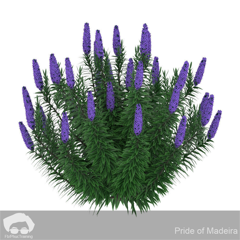 Pride of Madeira 3D model_3