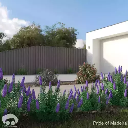 Pride of Madeira 3D model