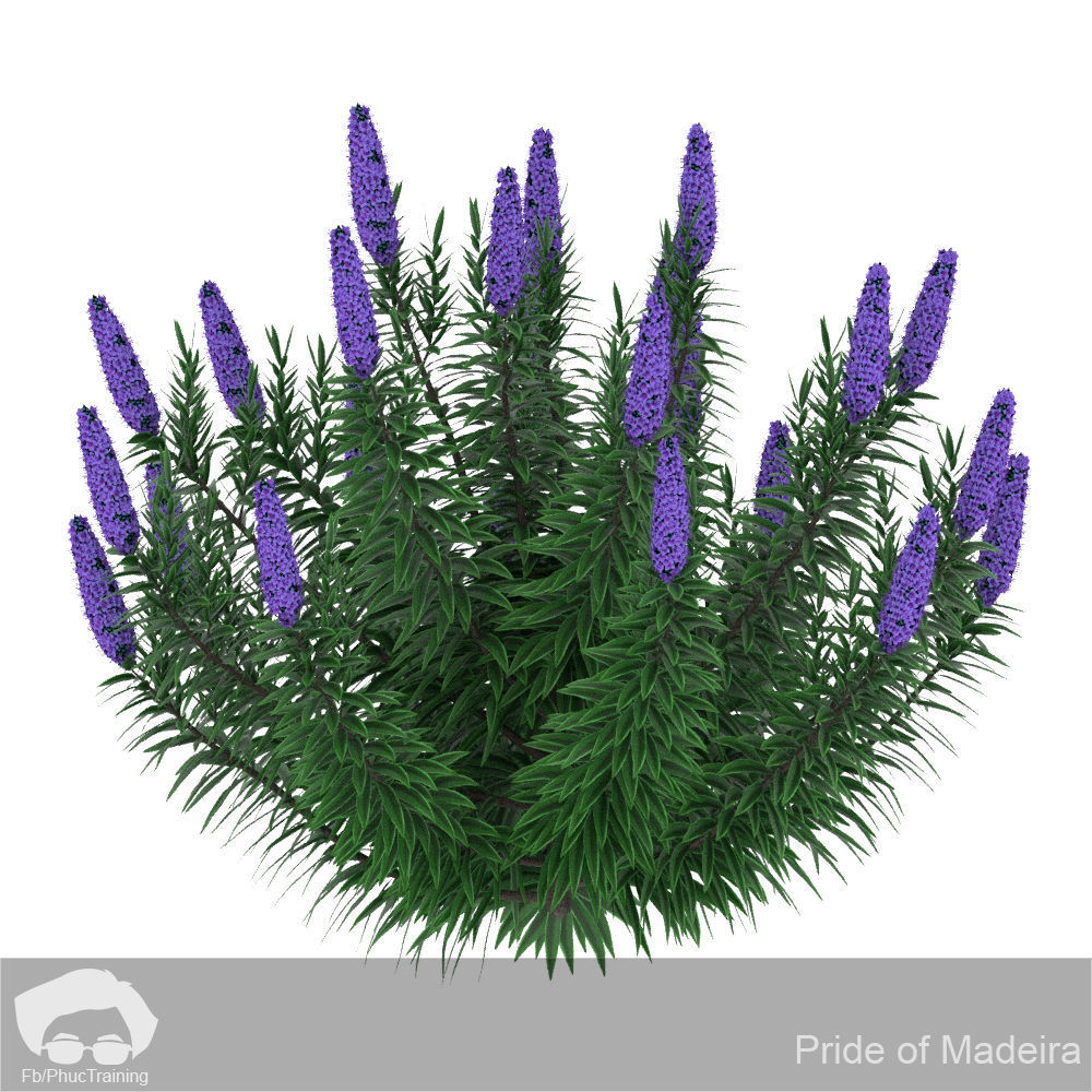 Pride of Madeira 3D model_4