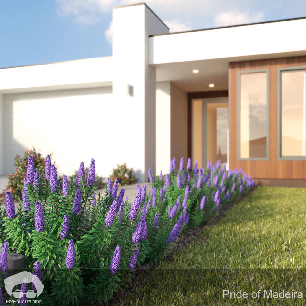 Pride of Madeira 3D model_1