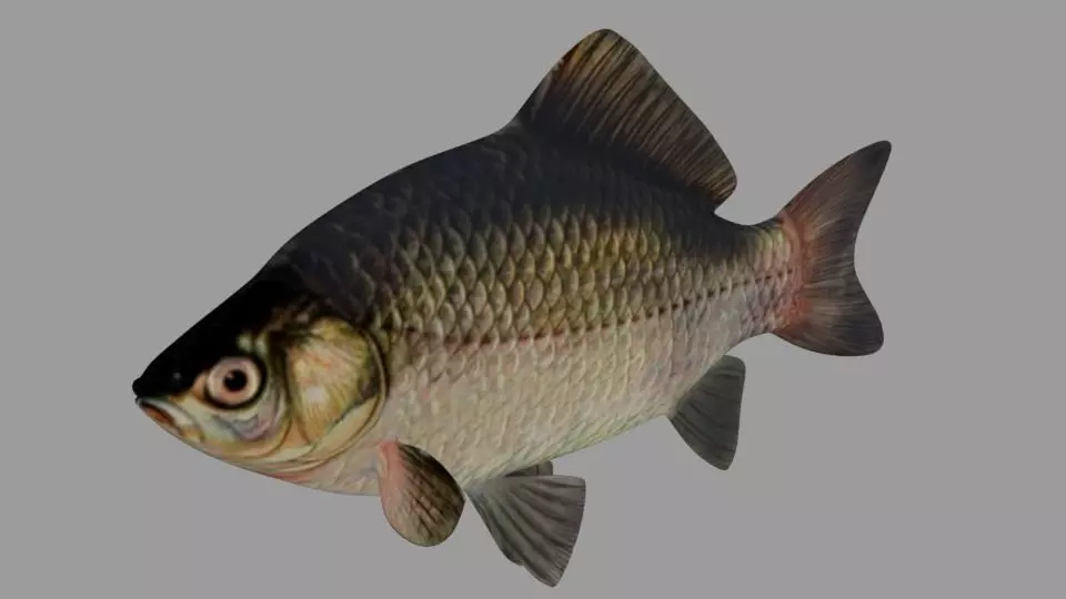 Fish Crucian Free 3D model