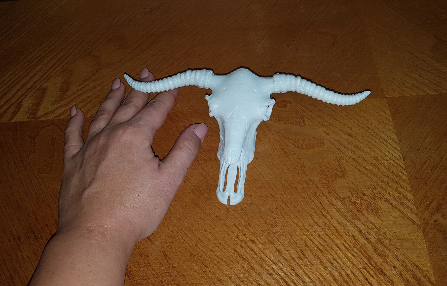 Cow Scull 3D print model_16