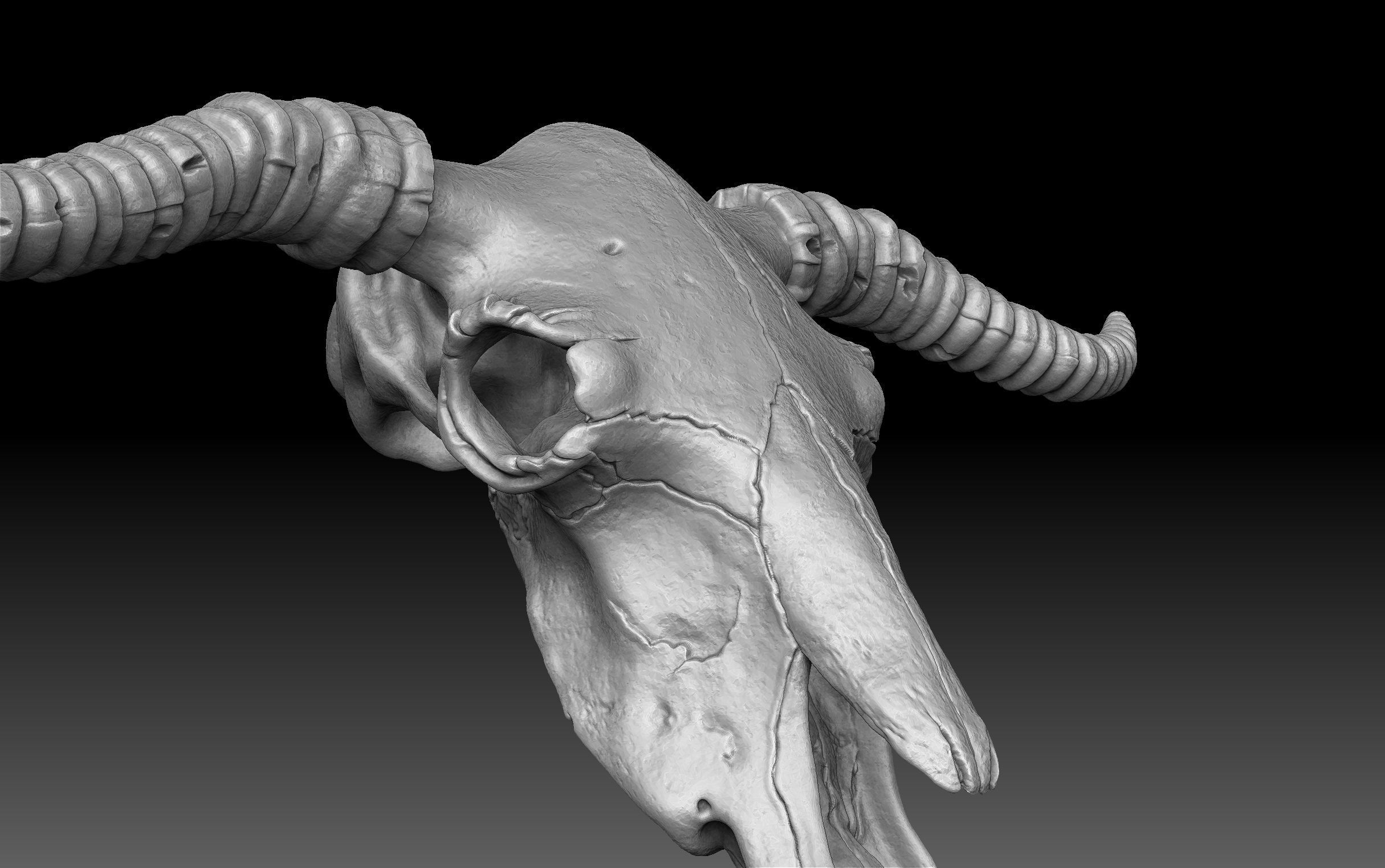 Cow Scull 3D print model_6