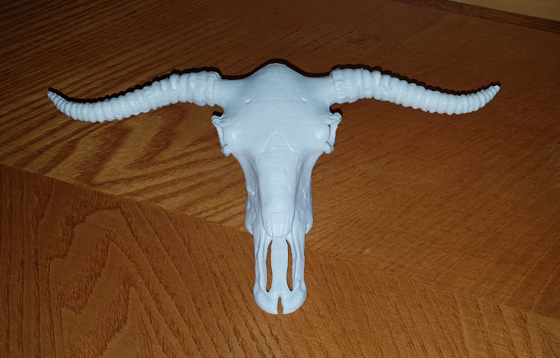 Cow Scull 3D print model_14