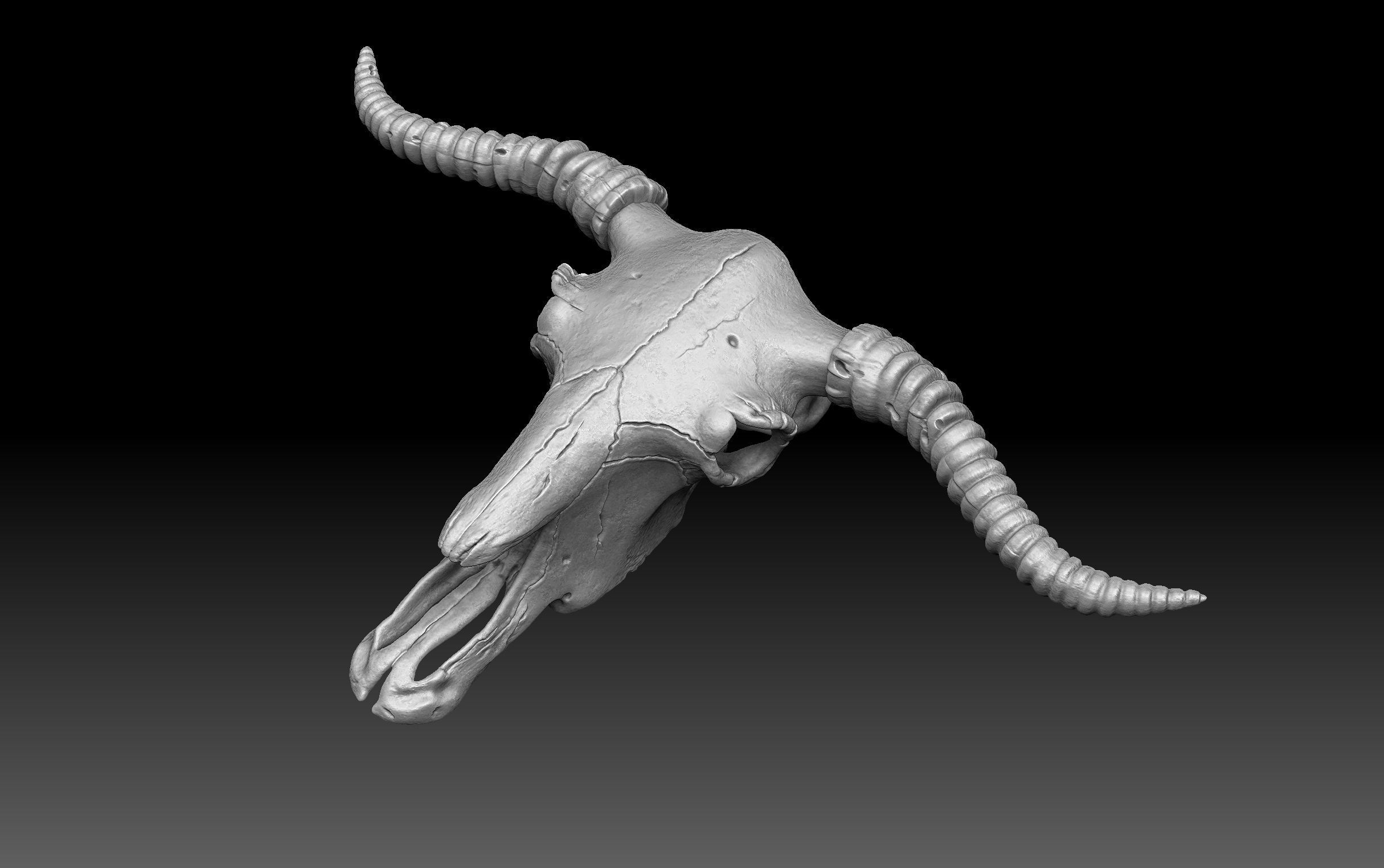 Cow Scull 3D print model_9