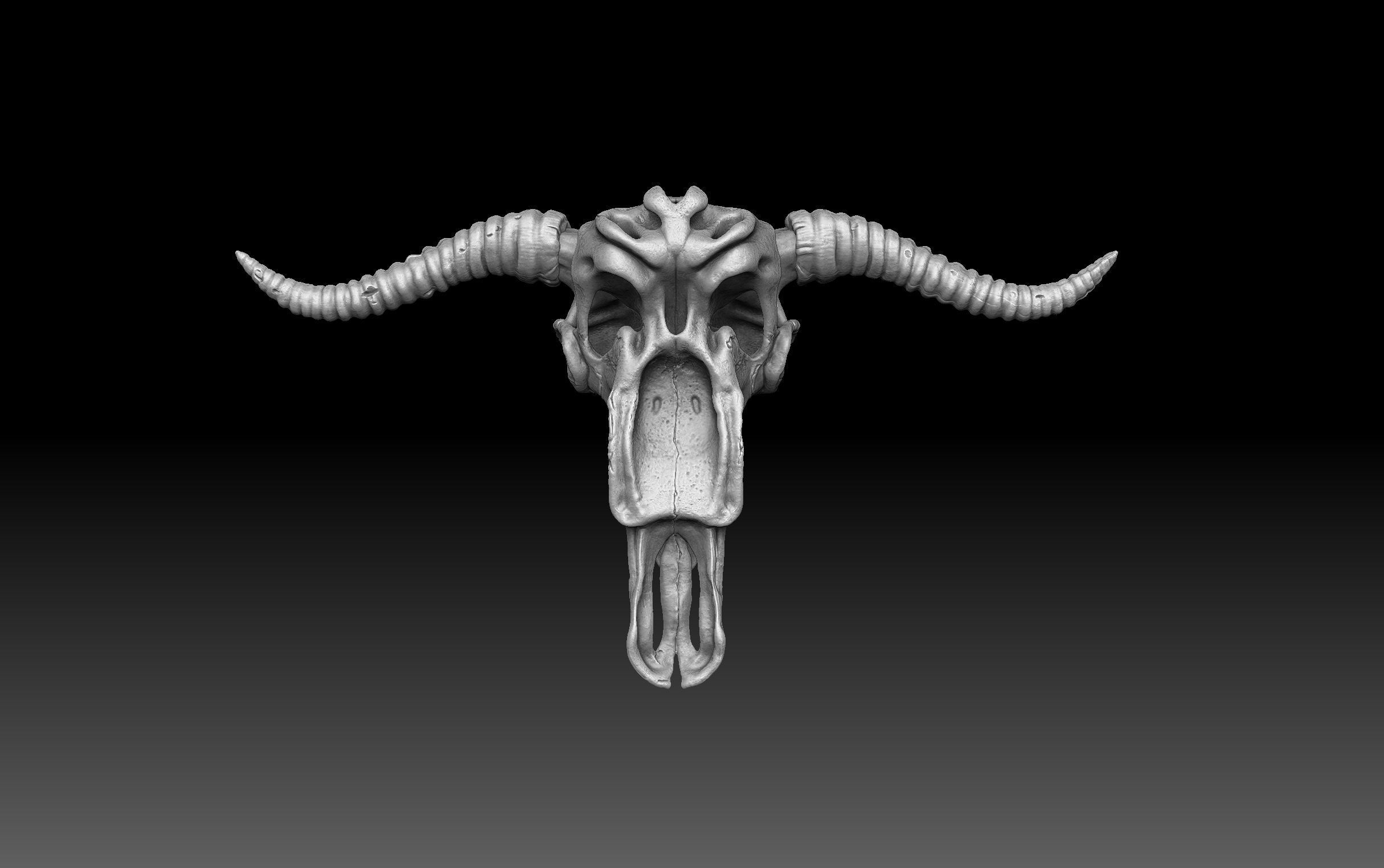 Cow Scull 3D print model_5