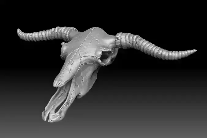 Cow Scull 3D print model