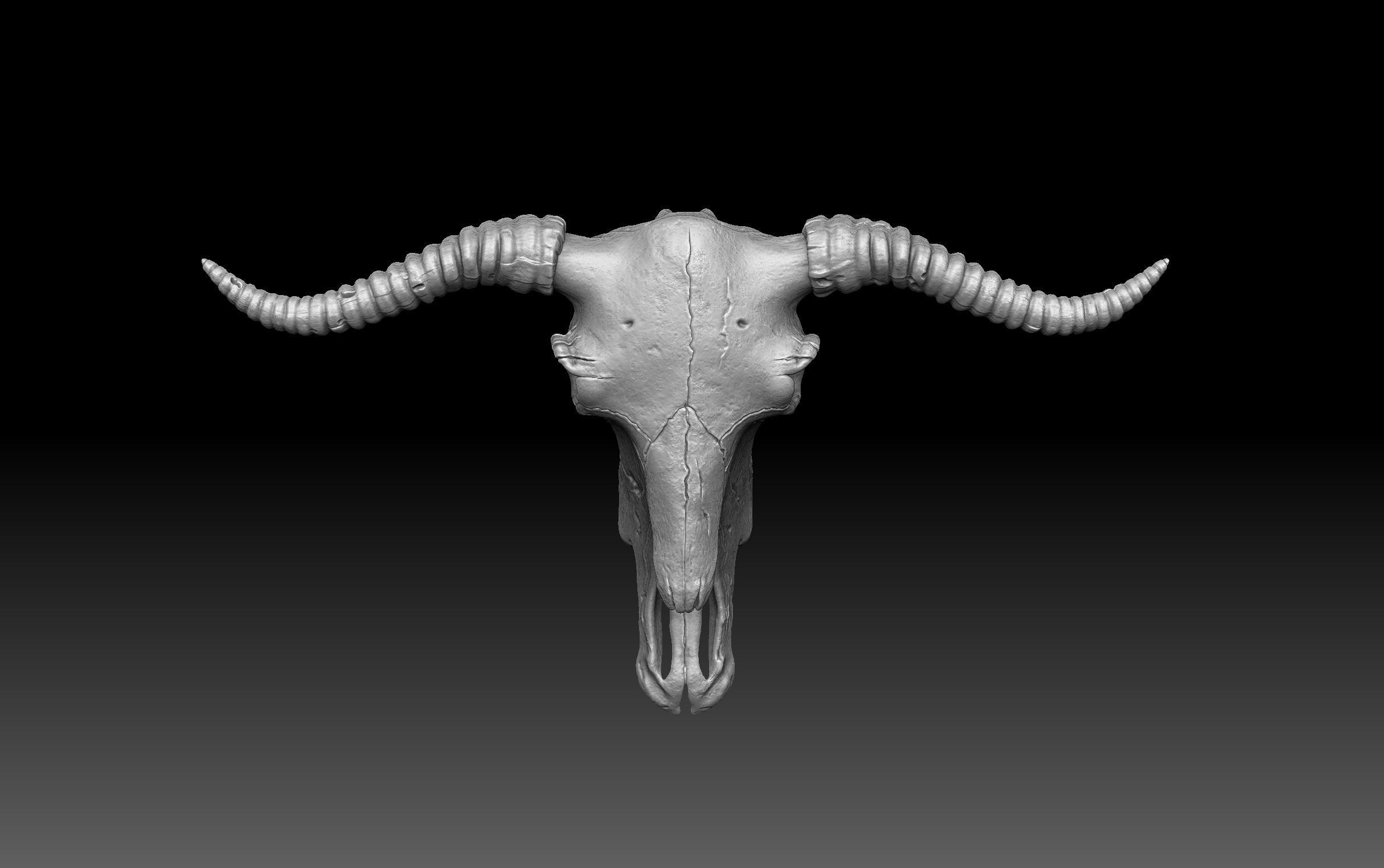 Cow Scull 3D print model_1